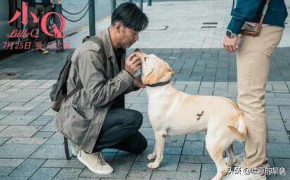 导导肓犬小q电影:导盲犬小q电影完整版 电影《小q》里导盲犬腿瘸是怎么拍的？