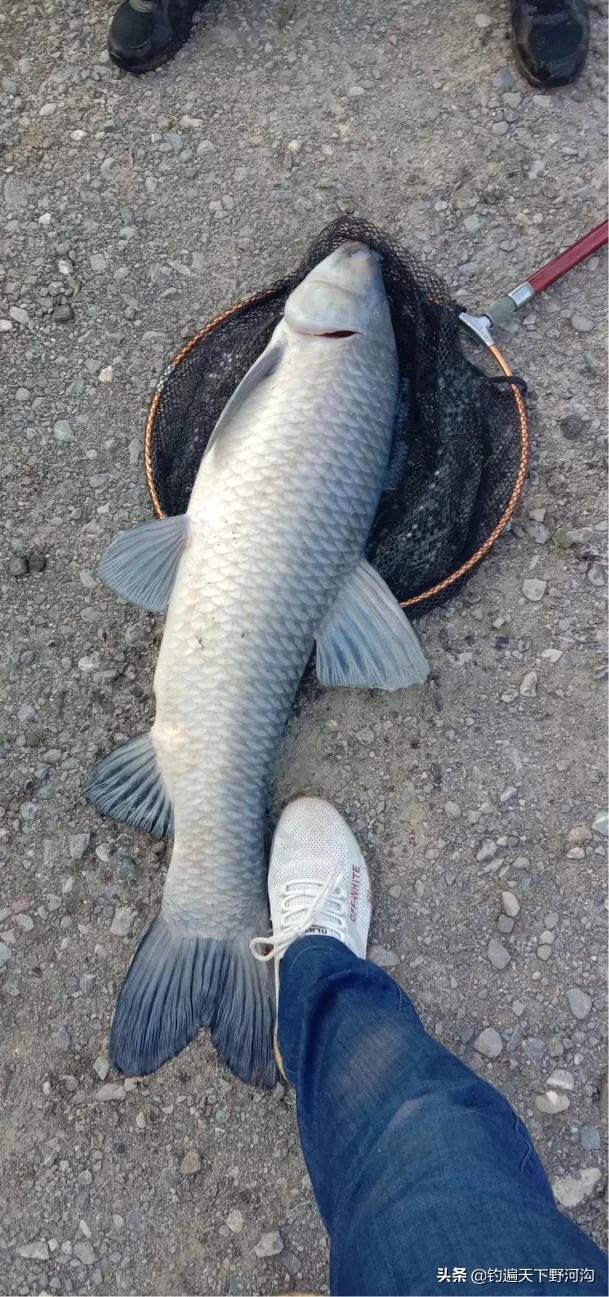 头条问答 - 钓15-20斤青鱼我用12号钩,搭配几号子线比较科学?