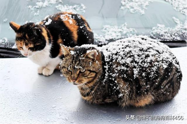 素力高海藻粉对猫咪的作用:哪些猫咪生活不能自理，流浪就无法生存？