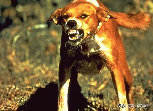 狂犬病能治好吗:如果能治愈狂犬病，会有什么样的奖？