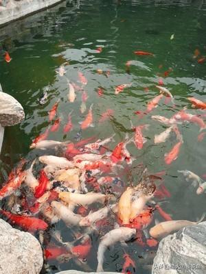 锦鲤养殖技术视频:养锦鲤几年了，天天喂饲料，怎么不见长大呢？
