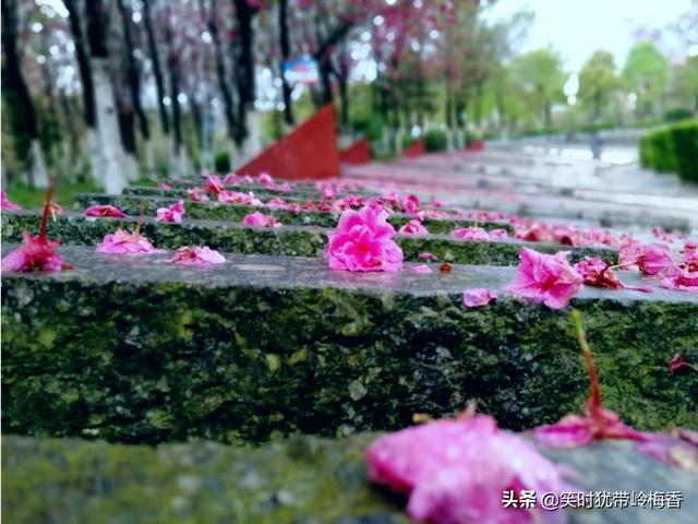 如何拍出连理枝头花正开妒花风雨便相催的意境