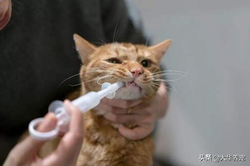 小野猫驯养手册在线:捡到只4个月左右的小猫，想家养，养之前需要做哪些处理？