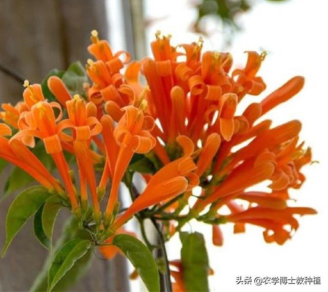 炮仗花的含义:炮仗花是一种什么花？为什么感觉在北方地区很少见？