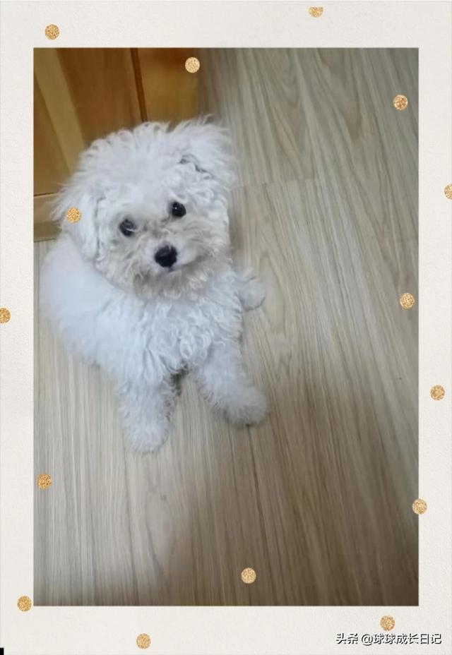 怎么训练小狗不乱吃:怎么训练狗让它温顺、老实点，不让它见到主人这么激动？