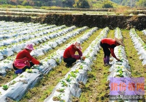 年轻人如何创业致富，年轻人回农村创业干什么好？