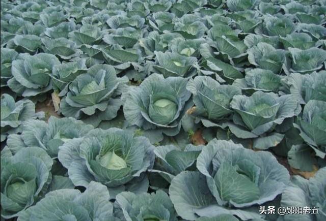 十字花科蔬菜软腐病:十字花科蔬菜软腐病的防治措施包括 低温后棉苗如何赶上进度？