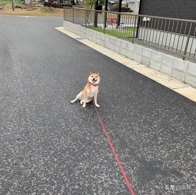 柴犬为啥总会赖着拉不走看到微博图片好多这种doge脸都被拉到变形了