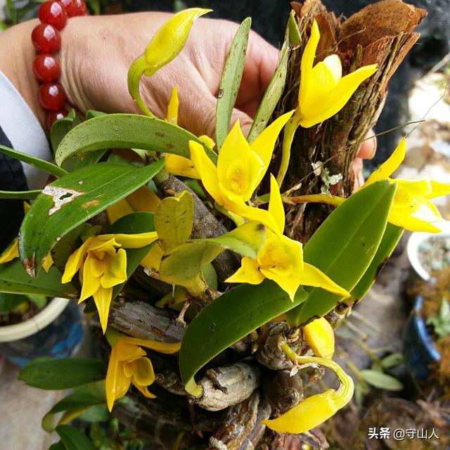 石斛图片,石斛的种类包括哪些？作用各有何不同？