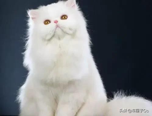 短毛波斯猫一天喂几次:为什么说养波斯猫会很费心？