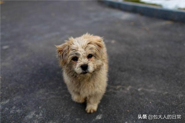 拉布拉多猎犬寿命:狗狗寿命排行榜是怎样的，寿命长的狗狗有哪些？