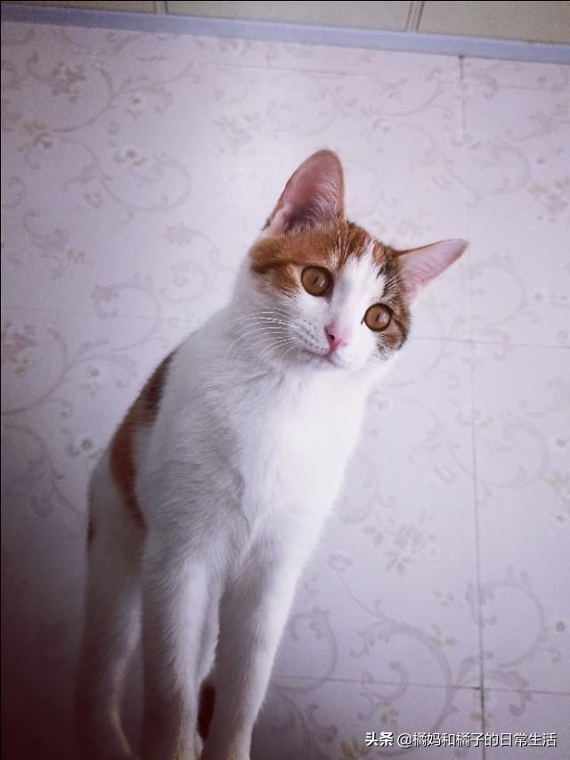 甜蜜猫猫01话:猫咪爱你，你觉得会有什么表现？