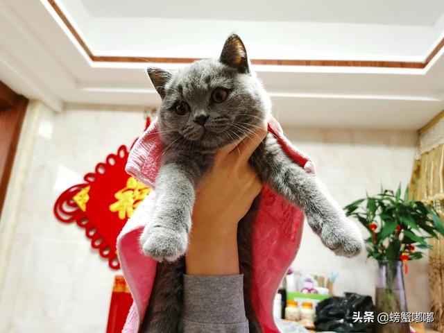 布偶猫咖啡猫哪个好:英短蓝猫和布偶猫哪个适合新手的上班族？