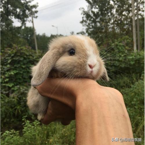 来一只宠物兔吧:家养的宠物兔可以洗澡吗？