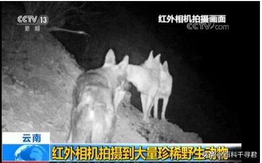 澳洲野犬长途奔袭30公里:小时村子周围狼很多，下午就不敢到地里去，现在为什么见不到了？