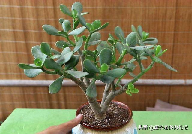 玉树养成盆景的几个技巧，为什么有人养在室内就容易挂掉呢？插图65