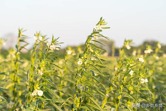 干枯病是螟虫在作怪吗，春芝麻撒上种子后盖上草木灰可以吗在3月份播种合适吗