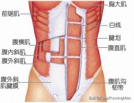 端腹的标准动作的好处，平板支撑可以练腹肌吗一次做多久比较合适