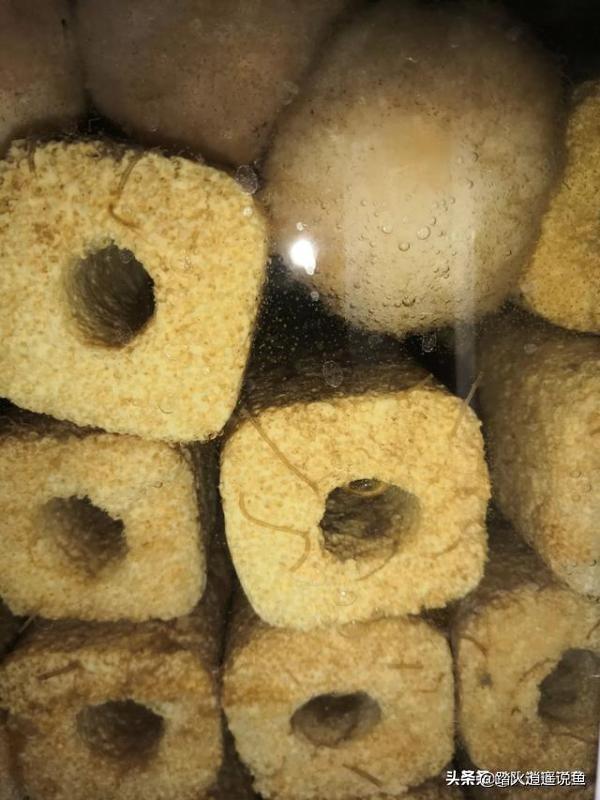 花鸟虫鱼里的虫:鱼缸过滤材料里有很多这种虫子是什么虫子，怎么办？