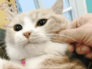 头条问答 猫会认主人吗 萌面白猫的回答 0赞