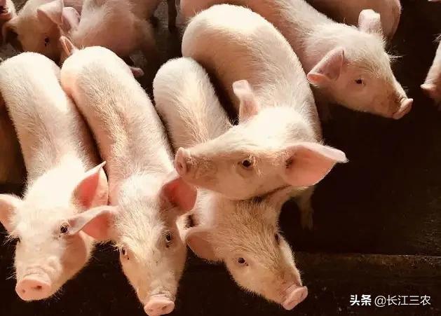 如何做到养猪成本最优收益最大？