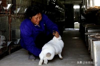 怎样让兔子快速怀孕了:怎么判断母兔是否怀孕了？ 怎样确定兔子怀孕了