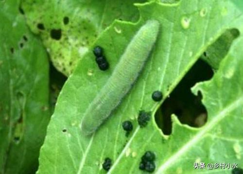菜青虫用什么药效果最好，农村田间种植的油麦菜出现菜青虫，如何进行有效的根治