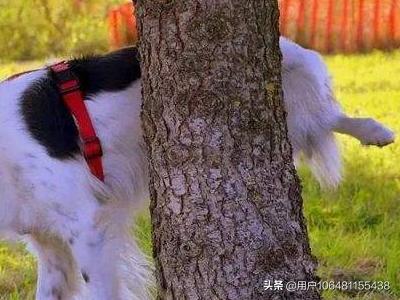 狗狗绝育手术:狗狗为什么要绝育？狗狗绝育的好处？