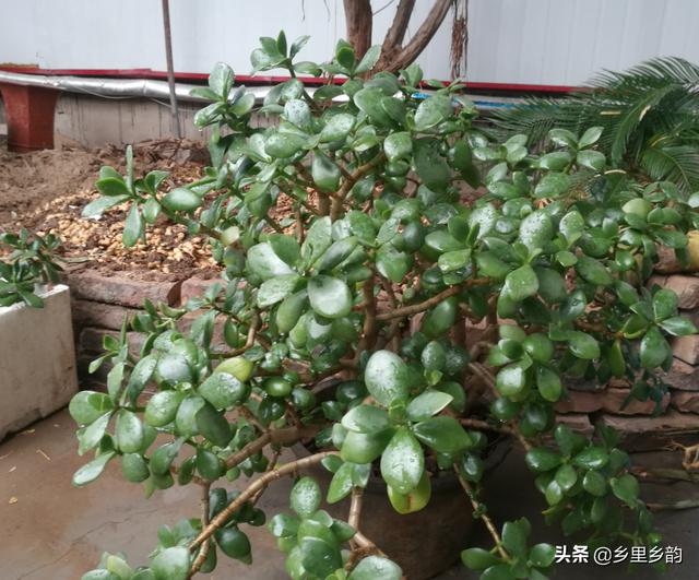 玉树养成盆景的几个技巧，为什么有人养在室内就容易挂掉呢？插图5