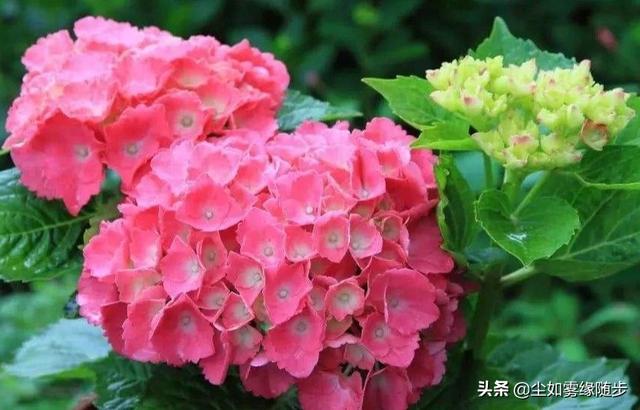 头条问答 - 含羞叶绣球怎样过冬?(5个回答)