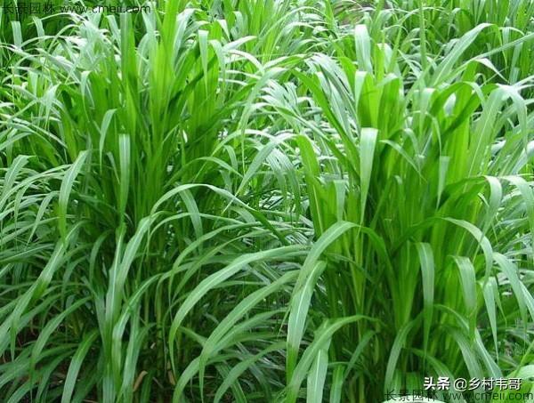 头条问答 - 想养一批鹅,种什么草适合鹅吃?(130个回答)