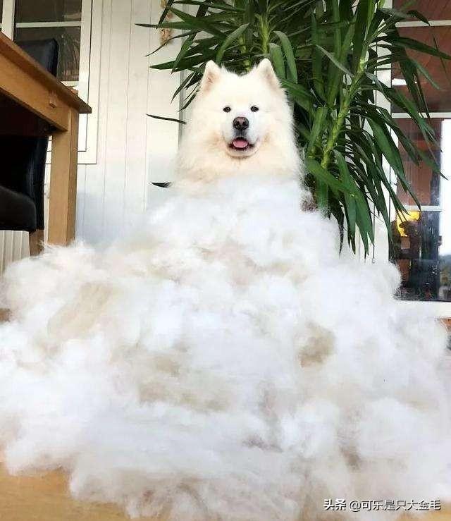 萨摩犬:萨摩耶掉毛是不是很严重，适合在家里养吗？ 萨摩犬图片