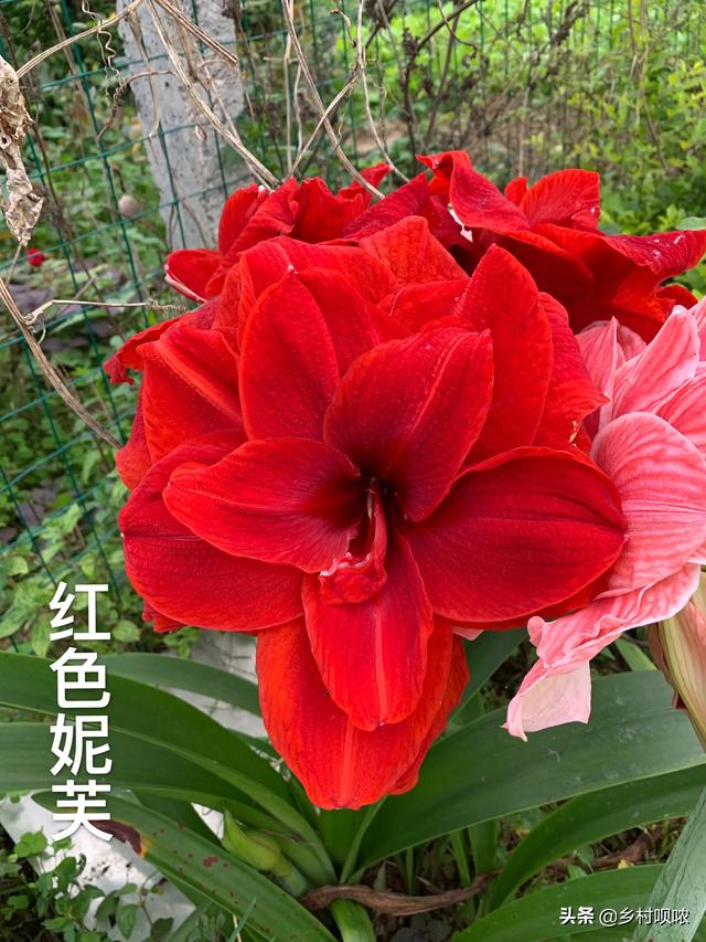 福莱恩圣路薇哪个好:什么牌子的直流电焊机比较好？淘宝上的质量怎么样？