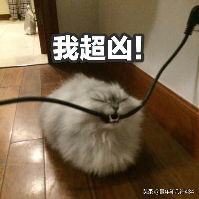 可爱萌宠图片:图片可爱萌萌哒头像 大家有没有什么萌宠表情包？越沙雕越可爱越好？