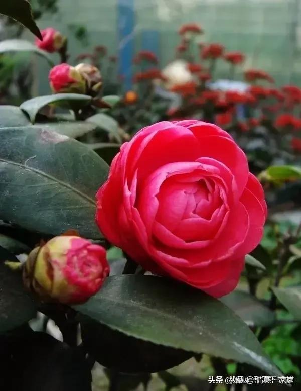 花千骨竹染:花千骨的竹染还演过哪些电视剧？