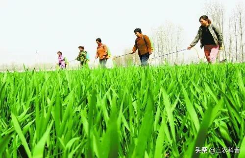 观叶植物营养液花之侣:花草叶面喷营养液什么时间喷好？