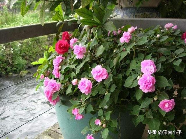 盆栽黄水仙怎么养:盆栽非洲凤仙叶片发黄脱落，到底是什么原因造成的？