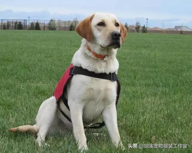 拉布拉多幼犬怎么辨别:怎么分辨土狗幼犬和拉布拉多幼犬？