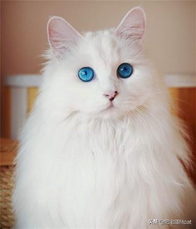 猫瞳孔颜色的代表:有关猫的眼睛冷知识有哪些？