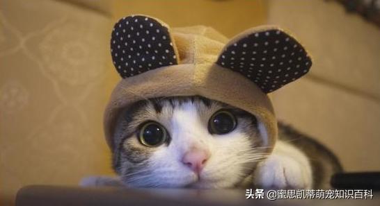 宠物猫的种类和价格图片:中华狸花猫跟名贵的宠物猫差别在哪？