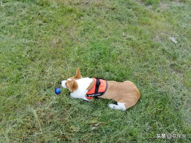 夏天给狗狗剃毛降温有用吗:夏天给狗狗剃毛降温有用吗蚂蚁 夏天夏天悄悄来临，狗狗该如何护理？