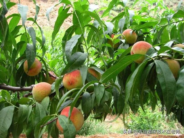 头条问答 - 桃树什么时候施磷酸二氢钾好?