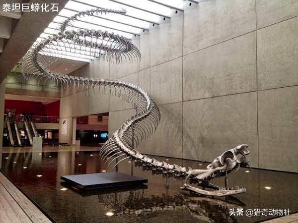 古巨蜥澳洲魔龙:你认为你天生就有吃动物的权利吗