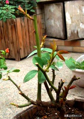 月季花的栽培与管理:月季苗一年四季都适合栽种吗？如何养护？