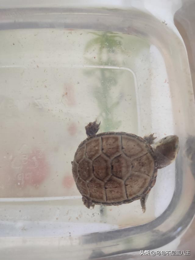 巴西龟可以干养吗?不吃东西怎么办?:刚出壳的巴西龟不吃东西怎么办？