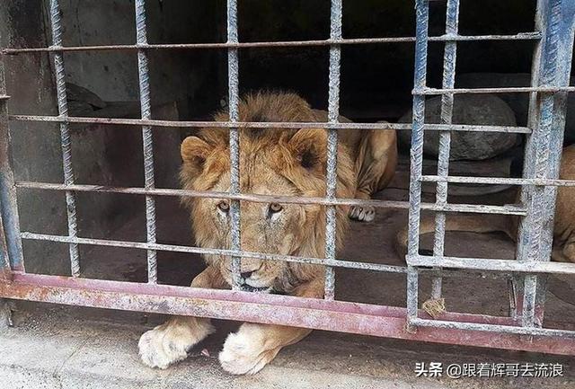 世界最差动物园图片:在未来某一天，动物园、海洋馆会不会消失？ 世界动物园的图片