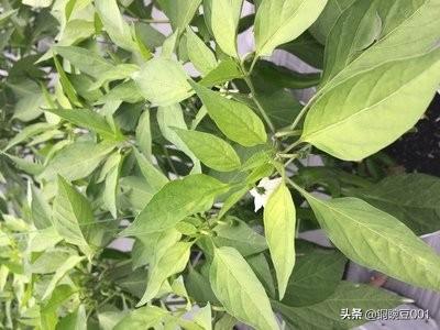 鸟眼辣椒图片:农村种植小米辣，如何才能提高产量？
