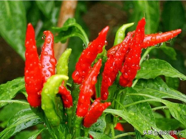 辣椒的温床，需要设备和建造，怎样加酿热物和