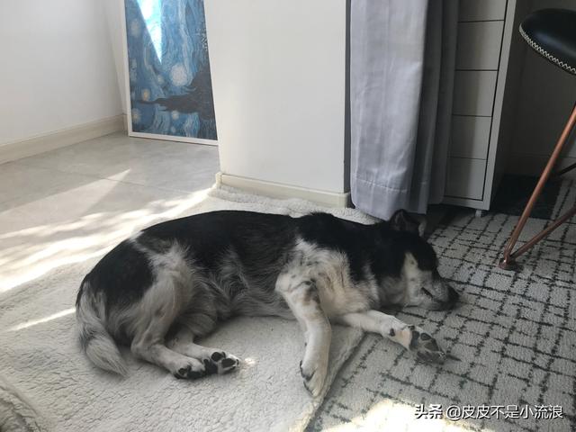 嘉兴狗舍:养狗之后，家里要留出哪些空间位置给它？
