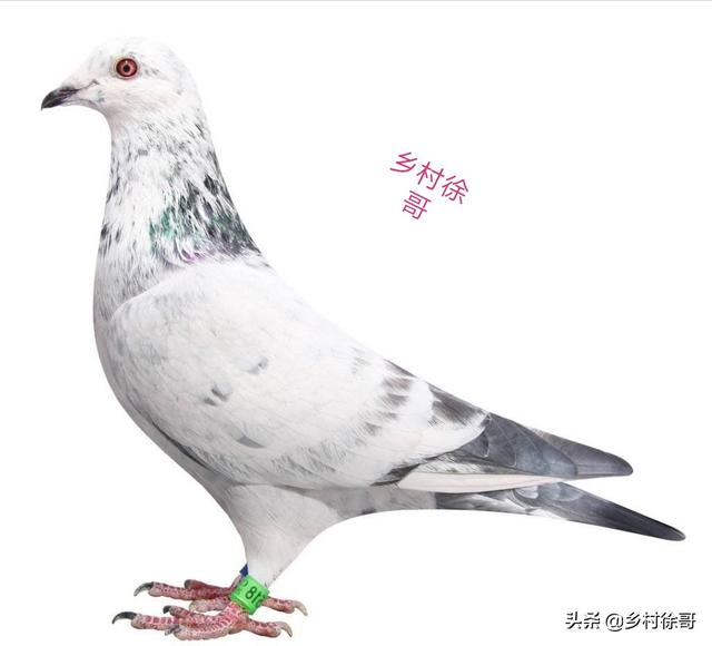 信鸽疫苗什么时候打最好:公棚信鸽免疫接种有哪些较科学方法？